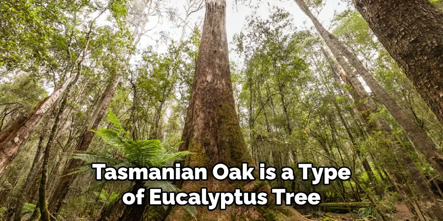 Tasmanian Oak is a Type of Eucalyptus Tree