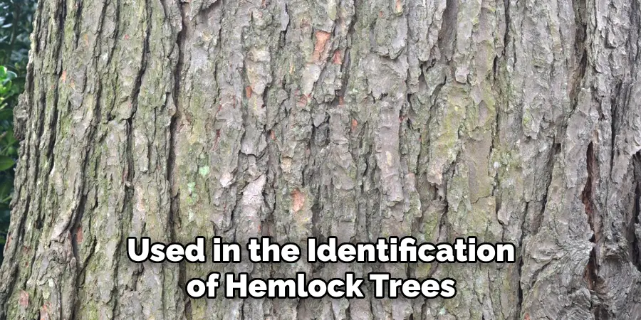 Used in the Identification of Hemlock Trees