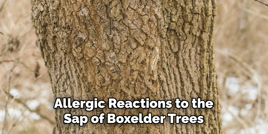 Allergic Reactions to the Sap of Boxelder Trees