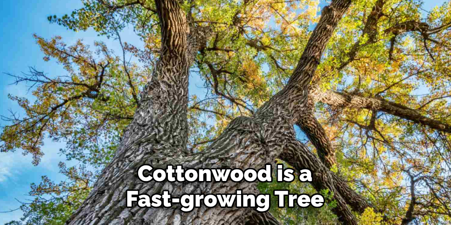 Cottonwood is a Fast-growing Tree