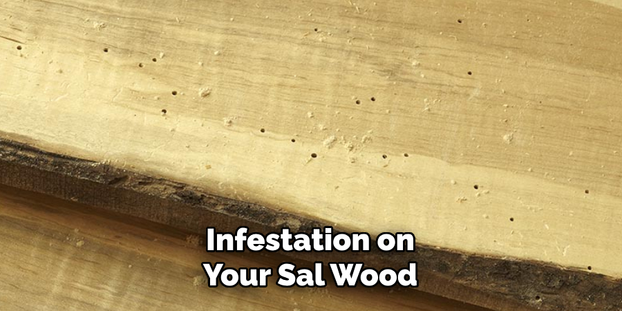 Infestation on Your Sal Wood