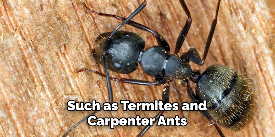 Such as Termites and Carpenter Ants