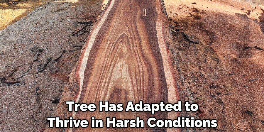 Tree Has Adapted to Thrive in Harsh Conditions