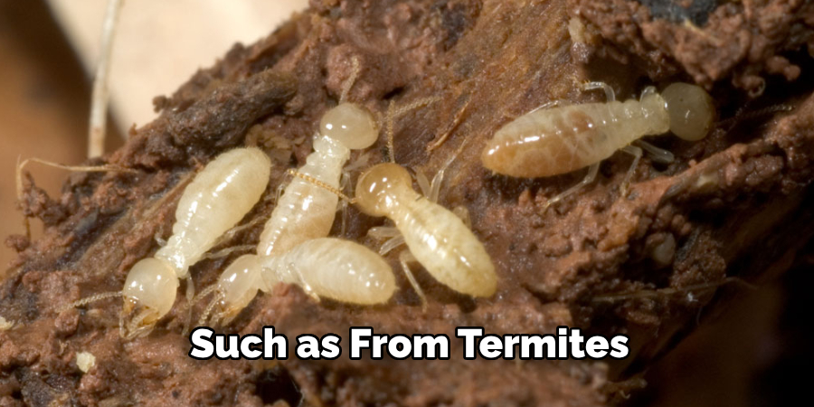 Such as From Termites 