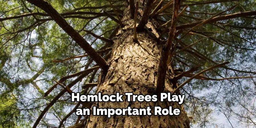 Hemlock Trees Play an Important Role