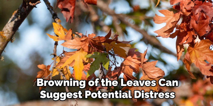 Browning of the Leaves Can Suggest Potential Distress