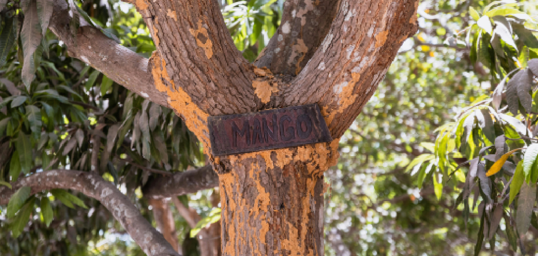 How to Identify Mango Wood