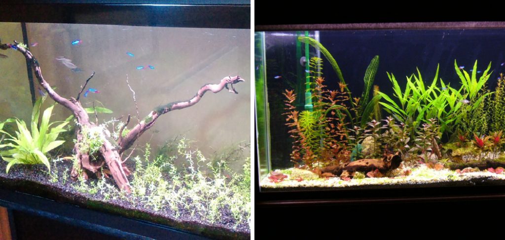 How to Add Driftwood to Aquarium