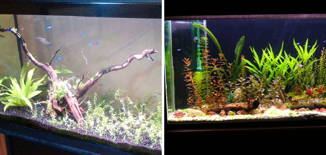 How to Add Driftwood to Aquarium