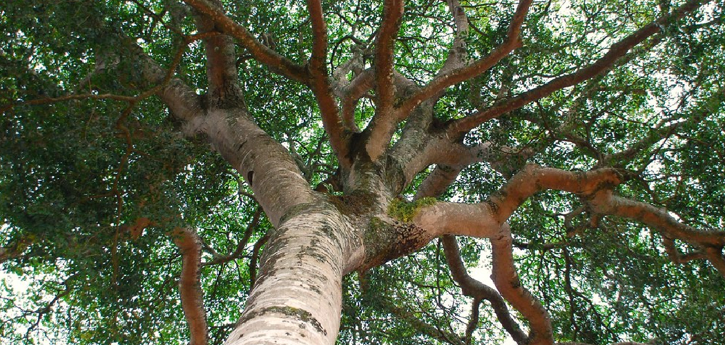How to Identify Jatoba Wood