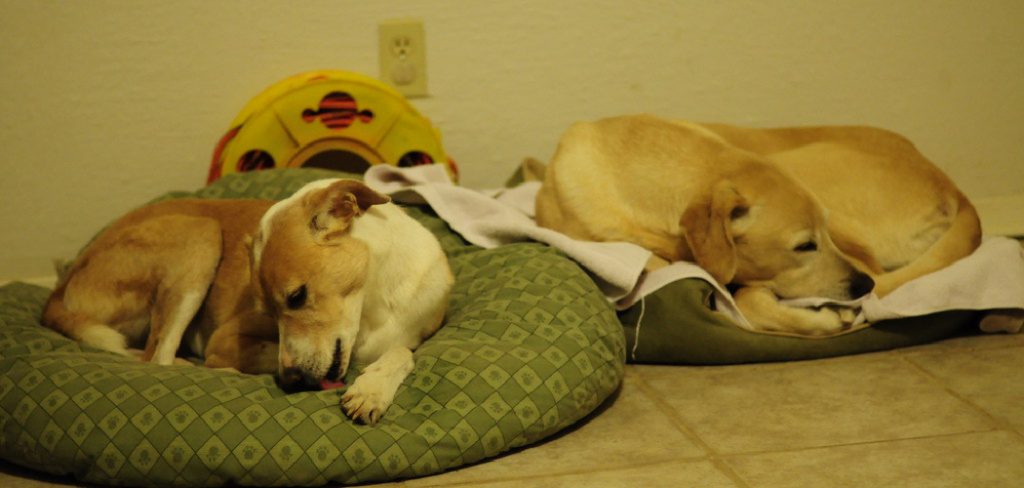 How to Make Dog Beds