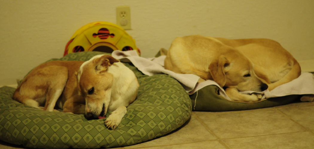 How to Make Dog Beds