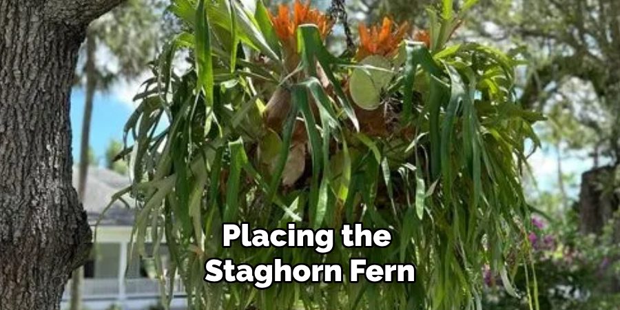 Placing the
Staghorn Fern