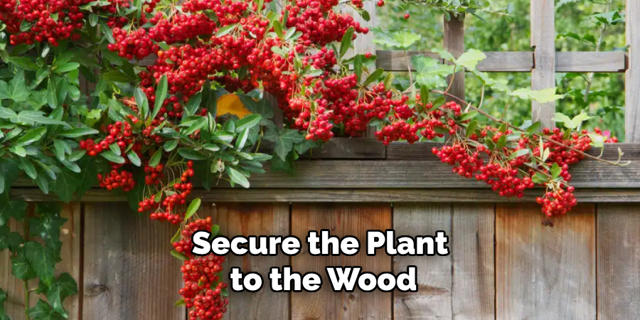 Secure the Plant
to the Wood