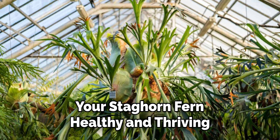 Your Staghorn Fern
Healthy and Thriving