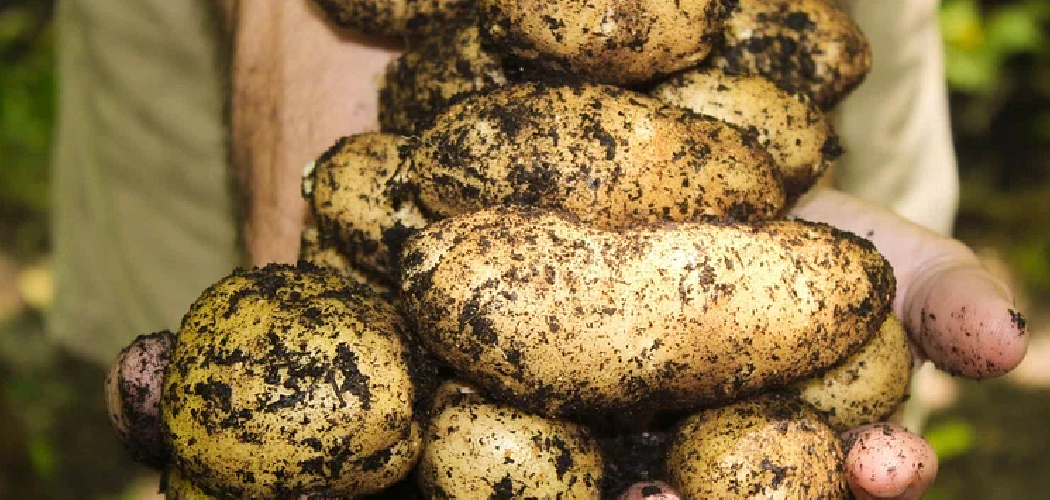 How to Get Rotten Potato Smell Out of Wood | 10 Easy Methods