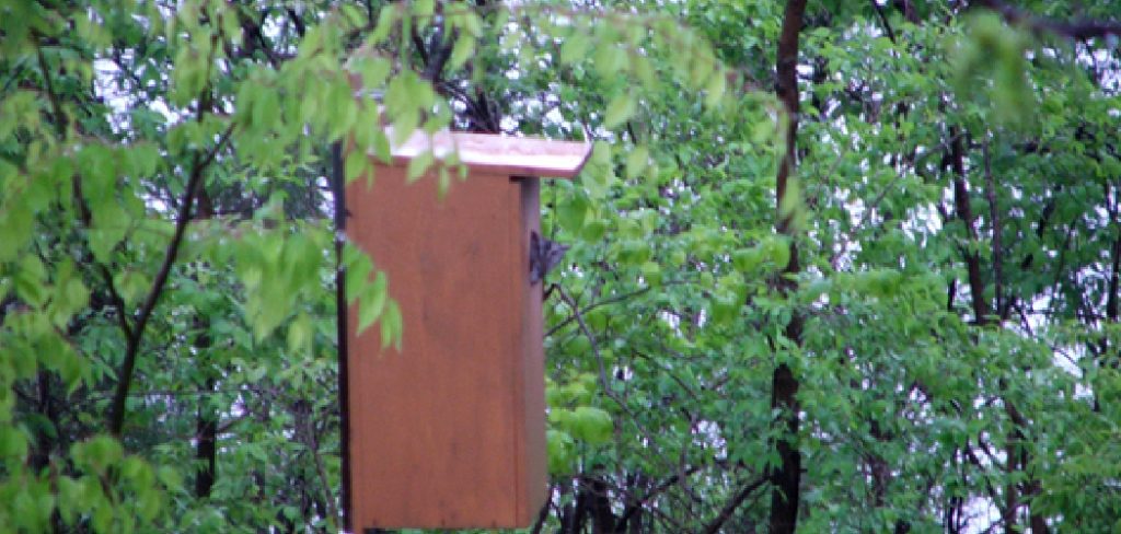 How to Build a Wood Duck Box