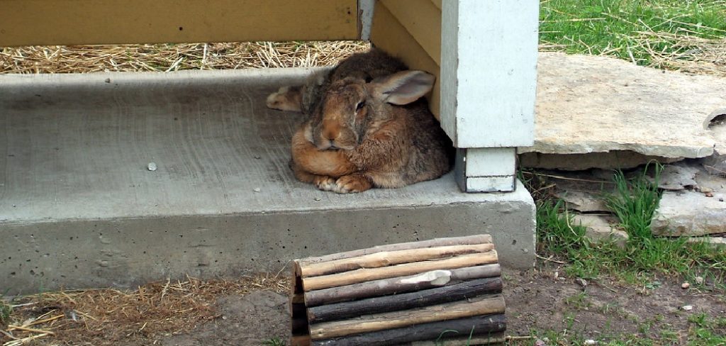 How to Make a Rabbit Box