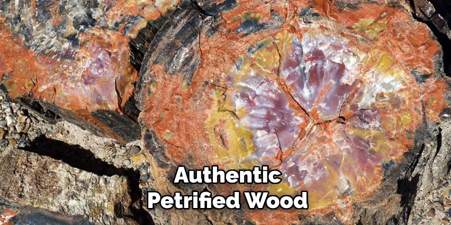 Authentic
Petrified Wood