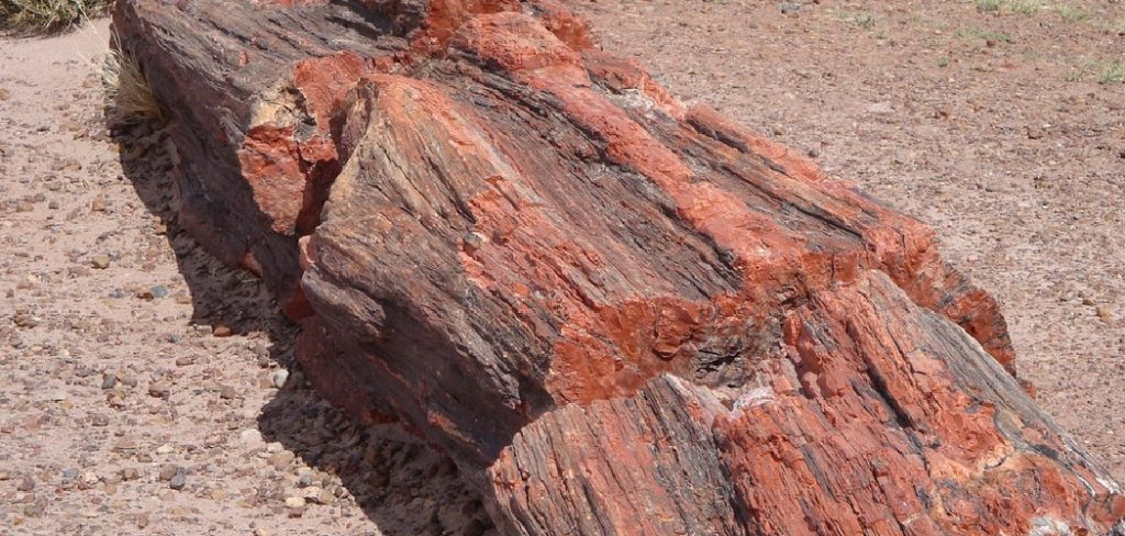 How to Identify Petrified Wood