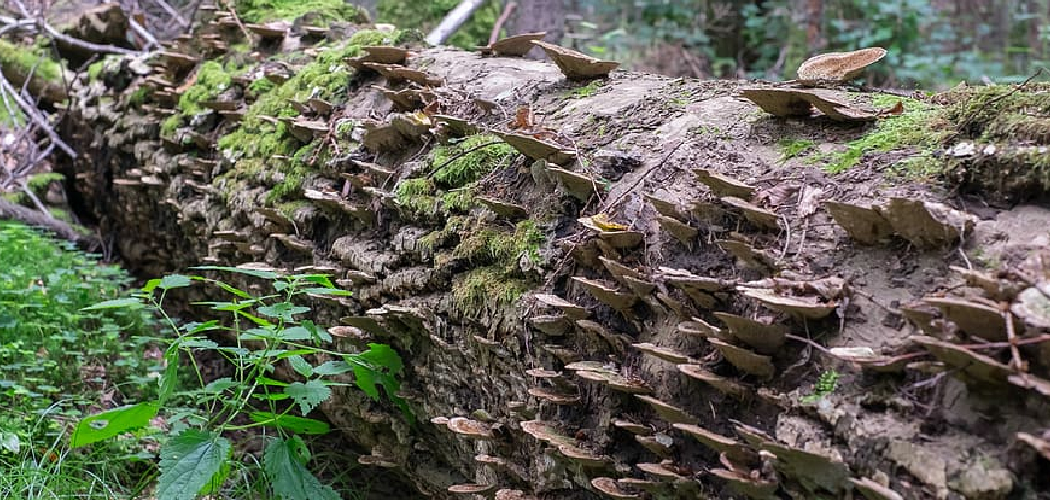 How to Preserve Tree Trunk Slices