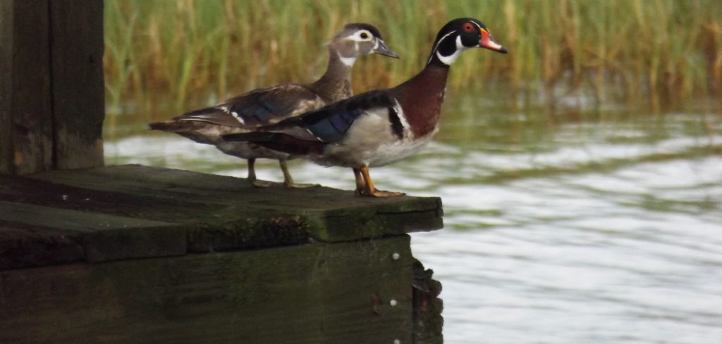 How to Repair a Wood Duck Box
